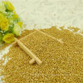 Yellow Millet in husk / foxtail for bird feeds
